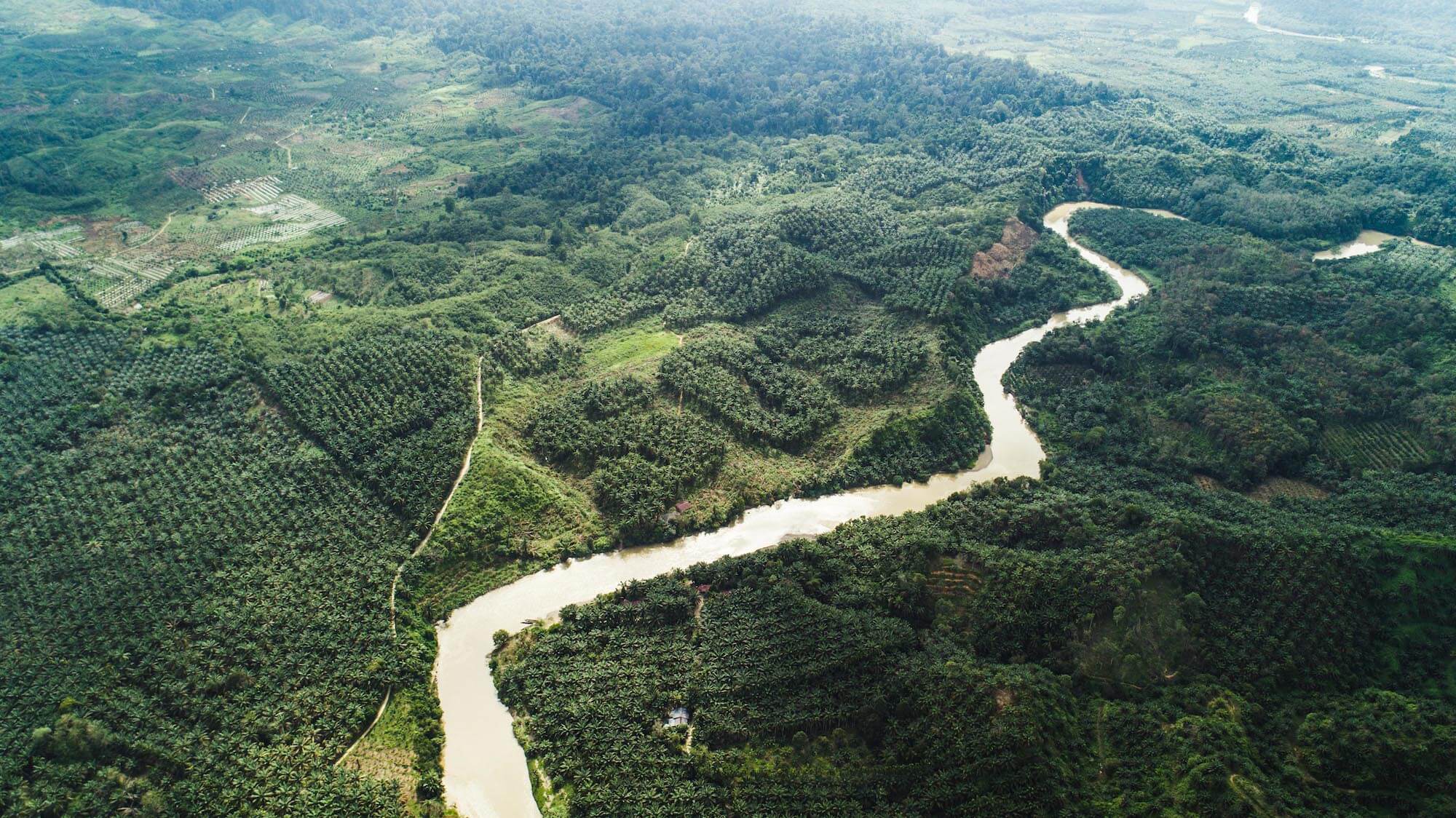 Ernest Zacharevic is Sending out a SOS, Sumatra’s Oil Palm Plantation 2018