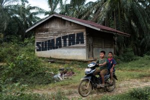 ESCIF, 'REWILD' Splash and Burn, Sumatra 2019. Photo Credit Ernest Zacharevic