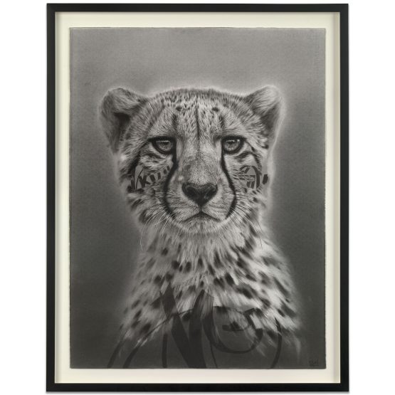 Sonny Sundancer - NIA (2025)