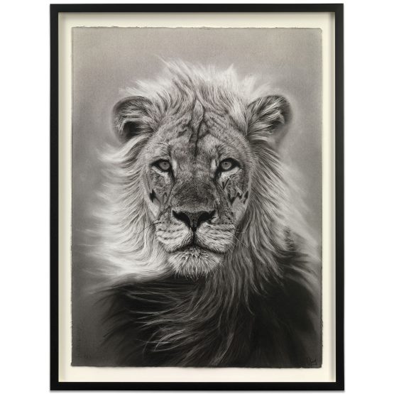 Sonny Sundancer - SHUMBA (2025)